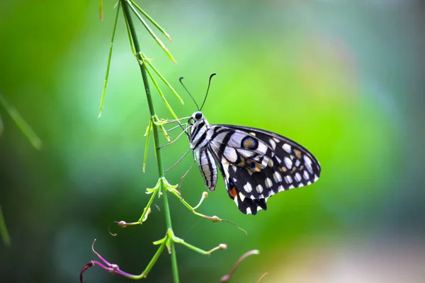 Papilio Demoleus Ist Ein Verbreiteter Lindenfalter Und Ein Weit Verbreiteter — Stockfoto
