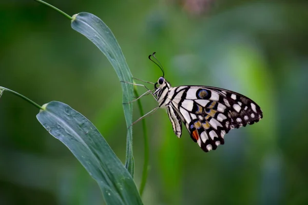Papilio Demoleus Jest Pospolitym Motylem Wapiennym Szeroko Rozpowszechnionym Motylem Jaskółczym — Zdjęcie stockowe