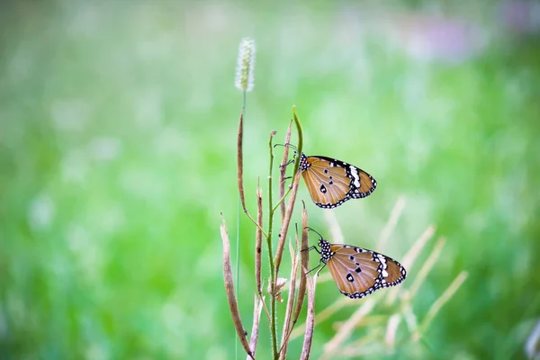 Plain Tiger Danaus Crisálida Borboleta Alimentando Sobre Planta Flores Natureza — Fotografia de Stock