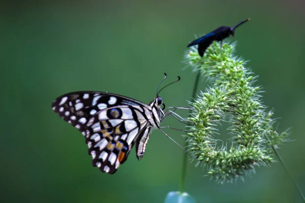 Papilio Demoleus Egy Közönséges Lime Pillangó Széles Körben Elterjedt Fecskefarkú — Stock Fotó