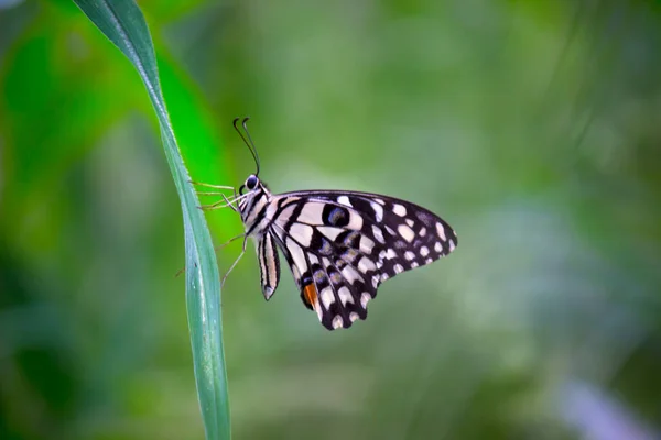 Papilio Demoleus Est Papillon Commun Tilleul Papillon Queue Hirondelle Répandu — Photo