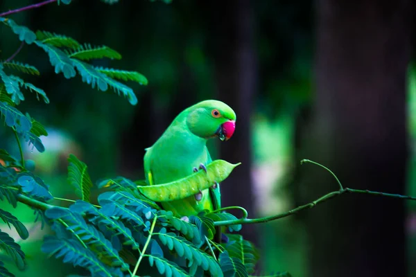 Portret Uroczej Rose Ringed Parakeet Lub Znanej Również Jako Zielona — Zdjęcie stockowe