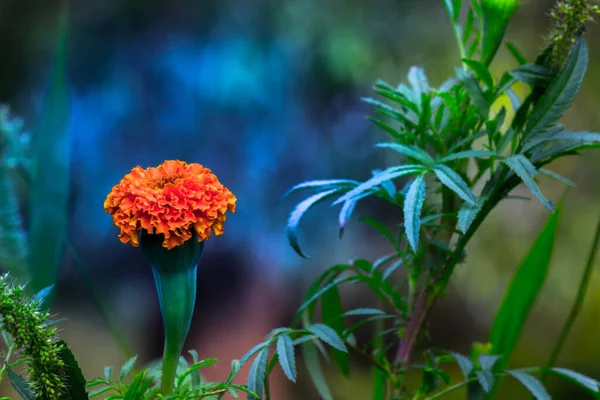 Gelbe Und Orangefarbene Ringelblumen Tagetes Blühen Neben Anderen Blumen Garten — Stockfoto