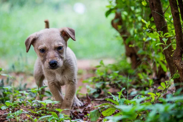 Şirin Adrobale Yeni Doğmuş Bir Köpek Yavrusu — Stok fotoğraf