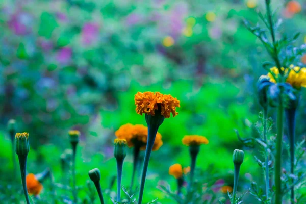 Fleurs Souci Jaune Orange Tagetes Fleurs Parmi Autres Fleurs Dans — Photo