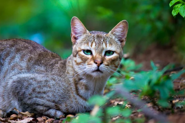 Lindo Adorable Gato Doméstico Mirando Hacia Cámara Con Ojos Verdes — Foto de Stock