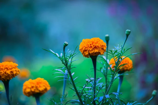Gelbe Und Orangefarbene Ringelblumen Tagetes Blühen Neben Anderen Blumen Garten — Stockfoto