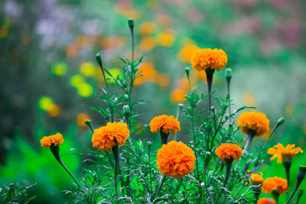 Yellow Orange Marigold Flowers Tagetes Bloom Other Flowers Garden — Stock Photo, Image