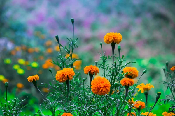Fleurs Souci Jaune Orange Tagetes Fleurs Parmi Autres Fleurs Dans — Photo
