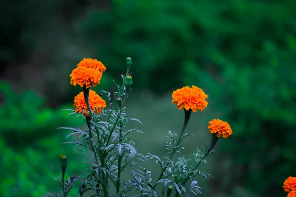 Yellow Orange Marigold Flowers Tagetes Bloom Other Flowers Garden — Stock Photo, Image