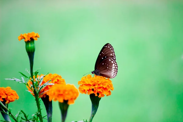 Ядро Euploea Обыкновенная Ворона Покоится Цветочных Растениях Время Весны — стоковое фото