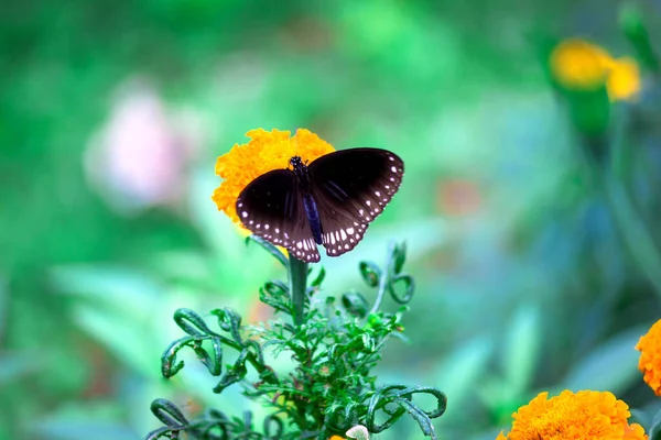 Euploea Noyau Corbeau Commun Reposant Sur Les Plantes Fleurs Pendant — Photo