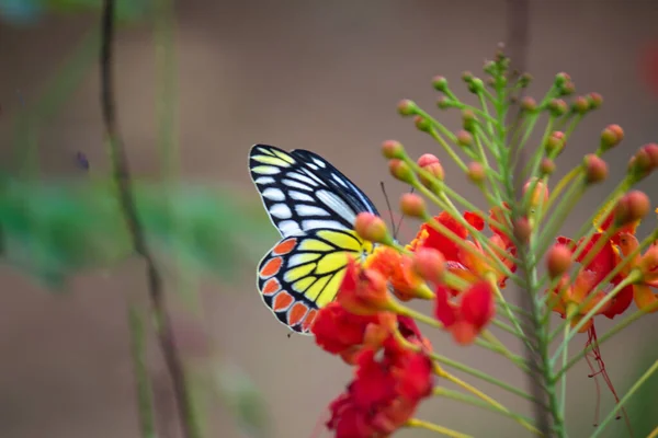 Piękny Motyl Jezebel Delias Eucharis Spoczywający Królewskich Kwiatach Poinciana Wiosną — Zdjęcie stockowe