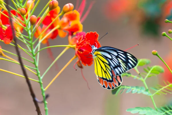 春にロイヤルポインシアナの花々の上に咲く美しいコモンジーベル蝶 Delias Eucharis 青い背景の色とりどりの翼のクローズアップ ハイデラバード インド — ストック写真