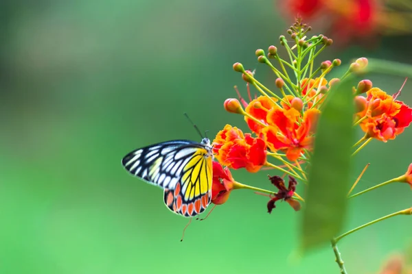 Beautiful Common Jezebel Butterfly Delias Eucharis Resting Royal Poinciana Flowers — стоковое фото
