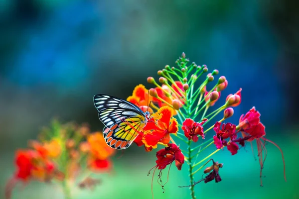 春にロイヤルポインシアナの花々の上に咲く美しいコモンジーベル蝶 Delias Eucharis 青い背景の色とりどりの翼のクローズアップ ハイデラバード インド — ストック写真