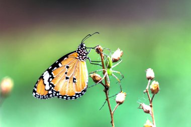 Düz Kaplan Danaus Kelebeği İlkbaharda çiçekleri ziyaret eder 