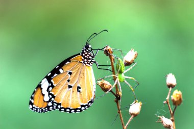Düz Kaplan Danaus Kelebeği İlkbaharda çiçekleri ziyaret eder 