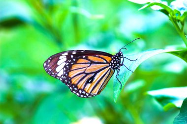 Kral Kelebeği - Bahar zamanı çiçeklerle beslenen bir kral kelebeği 