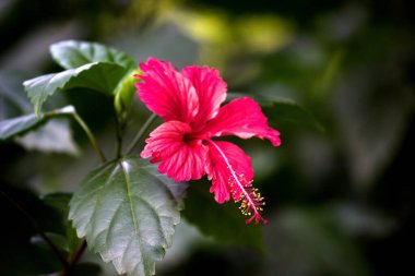 Hibiscus çiçeği tomurcuğu, bahar mevsimi boyunca güneşli bir günde bahçede çiçek açar..