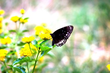Euploea çekirdeği, bahar zamanı çiçek bitkilerinin üzerinde dinlenen sıradan bir karga. 
