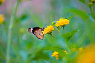 Düz Kaplan Danaus Kelebeği İlkbaharda çiçekleri ziyaret eder 