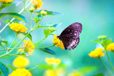 Euploea çekirdeği, bahar zamanı çiçek bitkilerinin üzerinde dinlenen sıradan bir karga. 
