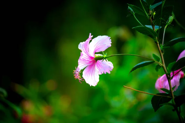Квітковий Бутон Гібіскуса Повному Цвітіння Саду Яскравий Сонячний День Під — стокове фото