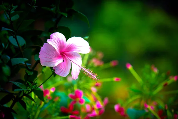 Brote Flor Hibisco Plena Floración Jardín Día Soleado Brillante Durante — Foto de Stock