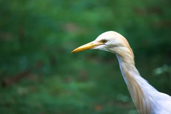 Portré Bubulcus Ibis Vagy Heron Vagy Közismertebb Nevén Marhahús Egret — Stock Fotó