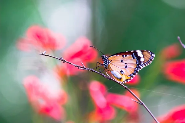 Plain Tiger Danaus Chrysippus Butterfly Visiting Flowers Springtime — Stock Photo, Image