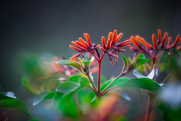 Flor Pentas Rojas Rubí Vista Fondo Verde Suave Parque Público — Foto de Stock