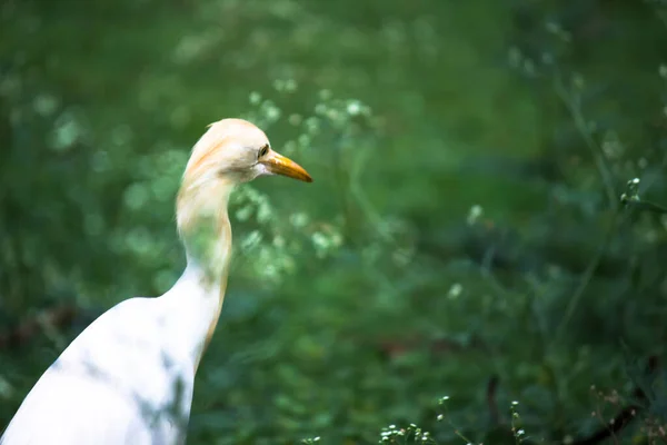 Portrait Bubulcus Ibis Heron Commonly Know Cattle Egret — Stock Photo, Image