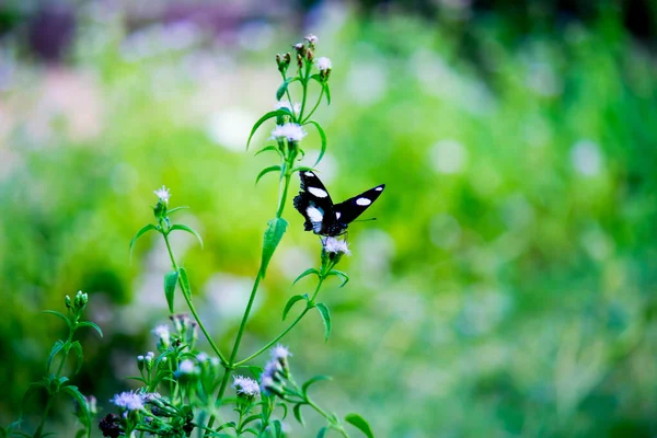 Egggly Butterfly Med Vinger Vidt Åbne Naturligt Lys Foråret - Stock-foto