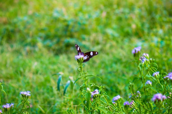 Una Farfalla Dalle Ali Spalancate Luce Naturale Durante Primavera — Foto Stock