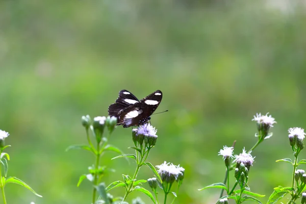Una Farfalla Dalle Ali Spalancate Luce Naturale Durante Primavera — Foto Stock