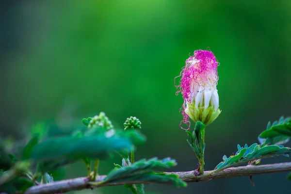 Perskie Drzewo Jedwabne Lub Różowy Jedwab Jest Gatunkiem Pełnym Rozkwicie — Zdjęcie stockowe