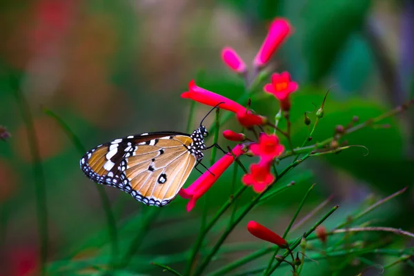 Plain Tiger Danaus Chrysippus Motýl Návštěvě Květin Během Jara — Stock fotografie