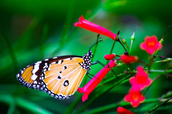 Обыкновенный Тигр Danaus Chrysippus Бабочка Посещая Цветы Время Весеннего Периода — стоковое фото