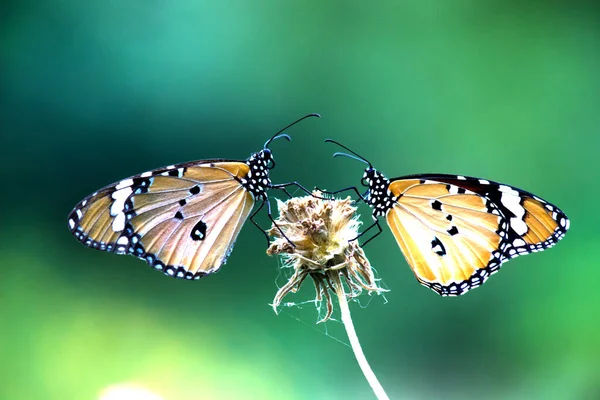 Dos Mariposas Tigre Liso Encaramado Tallo Durante Springti — Foto de Stock