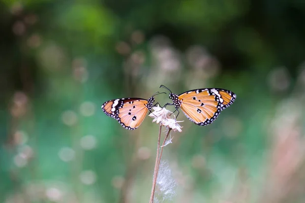 Plain Tiger Danaus Chrysippus Motýl Návštěvě Květin Během Jara — Stock fotografie