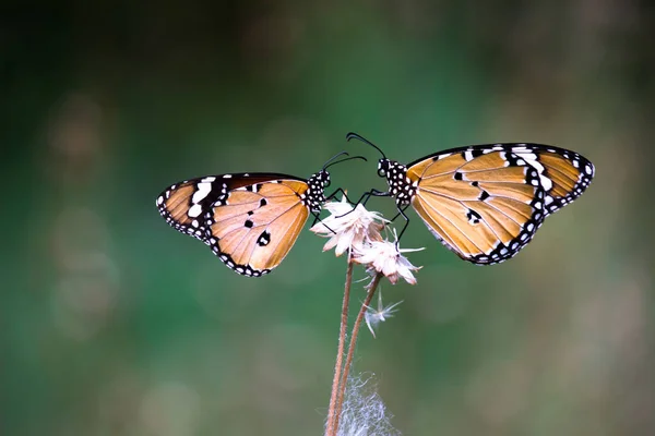 Tigre Uni Danaus Chrysippus Papillon Visitant Les Fleurs Pendant Printemps — Photo