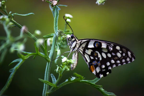 Papilio Demoleus Ist Ein Verbreiteter Kalkfalter Und Verbreiteter Schwalbenschwanz Auch — Stockfoto