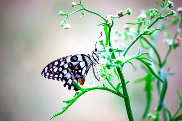 Papilio Demoleus Обыкновенная Бабочка Лайма Широко Распространенный Ластохвост Известен Лемонная — стоковое фото