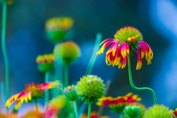 Gaillardia Aristata Commune Fleur Couverture Dans Jardin Pleine Floraison Printemps — Photo