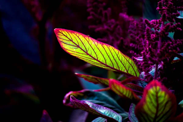 Folhas Coloridas Refletindo Luz Natural Durante Dia — Fotografia de Stock