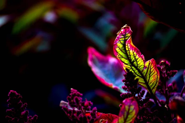 Hojas Coloridas Que Reflejan Luz Natural Durante Día —  Fotos de Stock