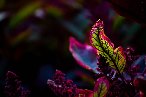 Hojas Coloridas Que Reflejan Luz Natural Durante Día —  Fotos de Stock