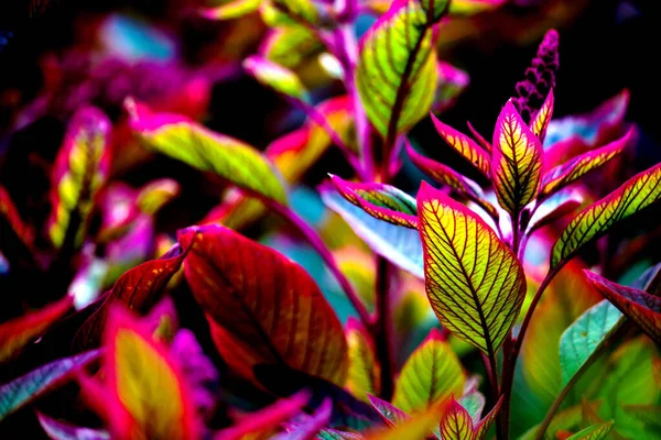 Hojas Coloridas Que Reflejan Luz Natural Durante Día — Foto de Stock