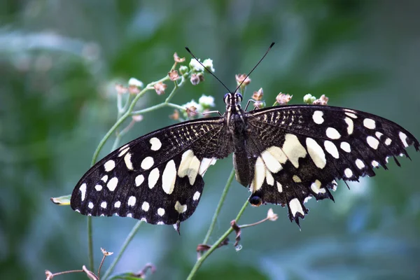 Papilio Borboleta Comum Asas Palmas Borboleta Limão Enquanto Descansa Sobre — Fotografia de Stock